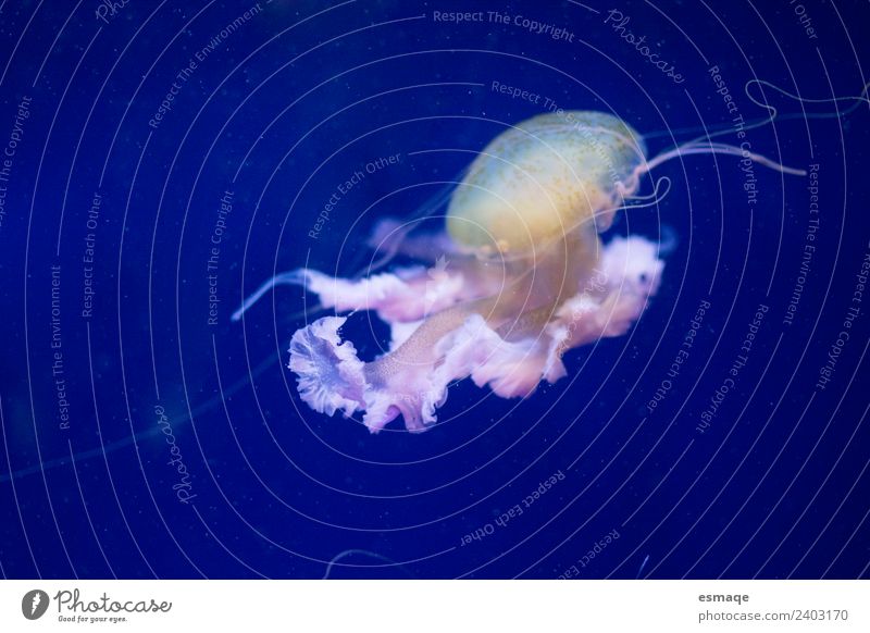 Jellyfish Nature Water 1 Animal Fantastic Blue Underwater photo Deserted