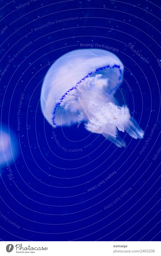 Jellyfish Nature Water Summer Ocean Aquarium 1 Animal Natural Blue Underwater photo Animal portrait