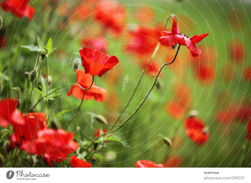 poppy dream Nature Plant Sunlight Summer Flower Wild plant Corn poppy Poppy Blossom Meadow Field Green Red Colour photo Exterior shot Deserted Copy Space right