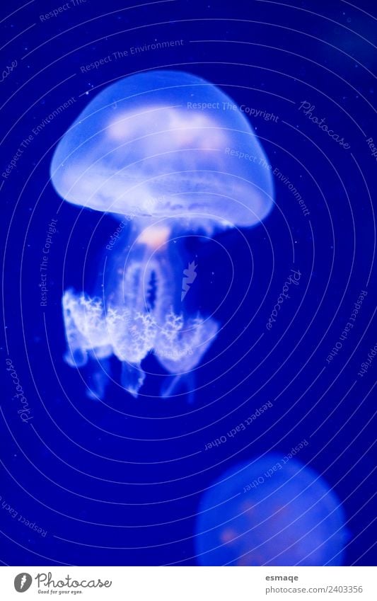 Jellyfish Water Waves Beach Animal 1 Adventure Inspiration Underwater photo Deserted Animal portrait