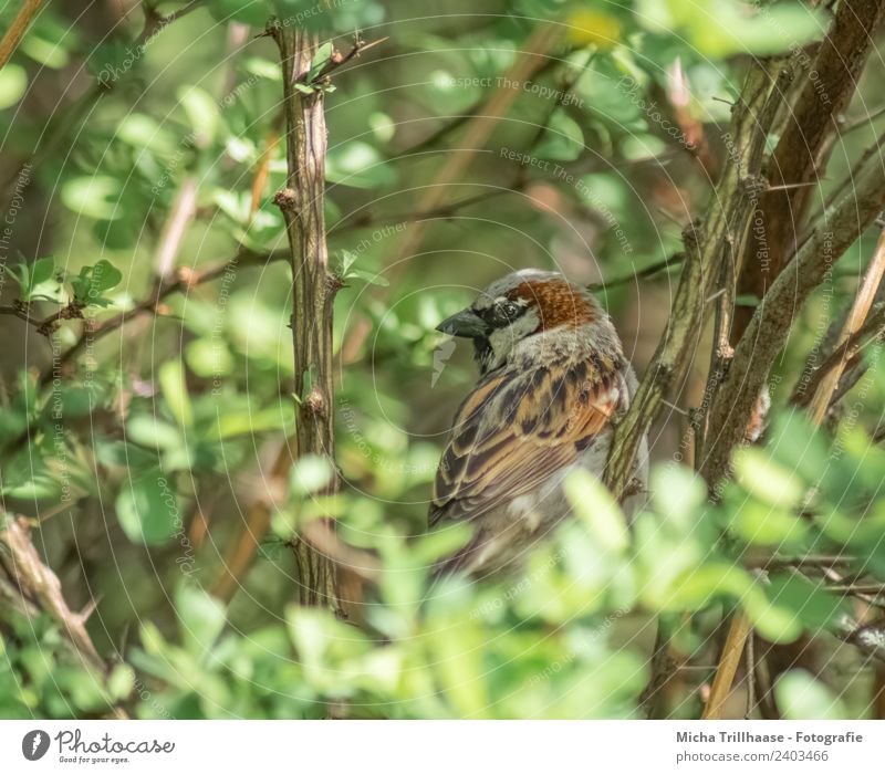 Sparrow hidden in a bush Environment Nature Animal Sun Sunlight Beautiful weather Bushes Leaf Wild plant Wild animal Bird Animal face Wing Passerine bird Eyes