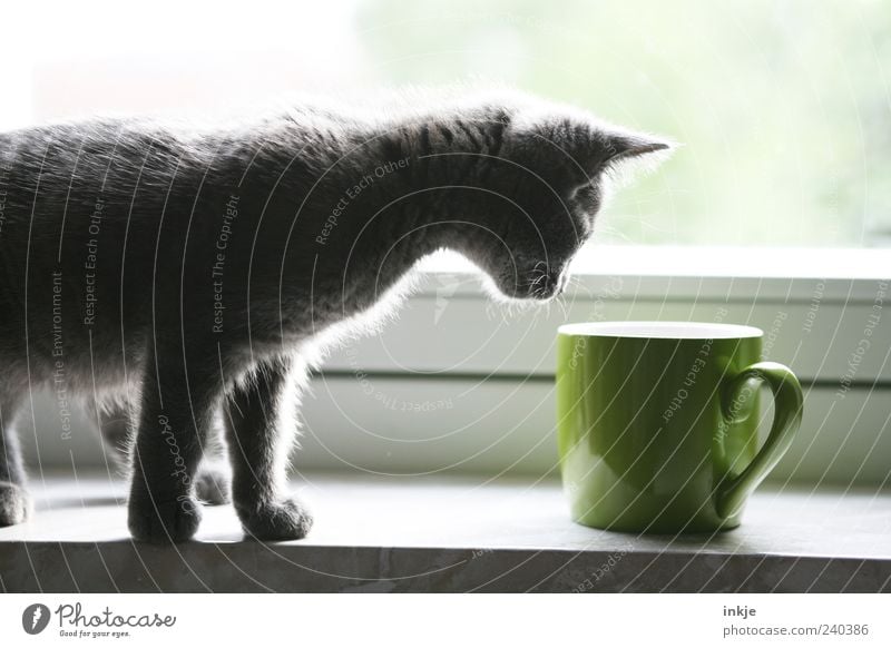 discover the world Pet Cat Cup Mug Observe Discover Looking Stand Fragrance Curiosity Cute Green Emotions Moody Interest Odor Kitten Colour photo Interior shot
