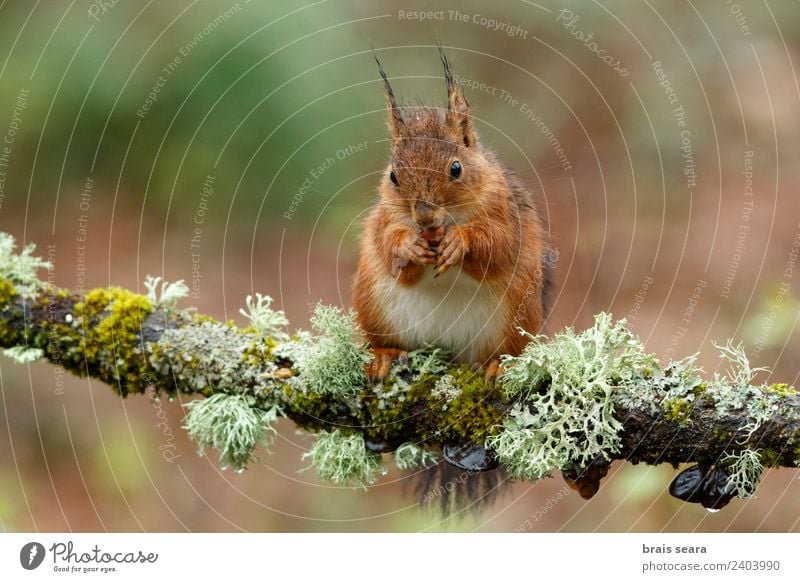 Red Squirrel Science & Research Biology Environment Nature Animal Earth Tree Forest Wild animal 1 Wood Love of animals Environmental protection fauna Mammal
