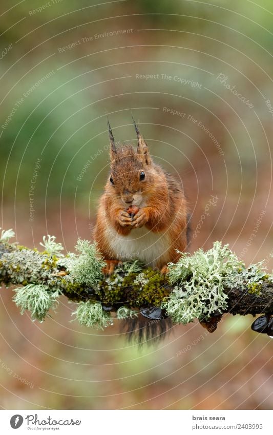 Red Squirrel Environment Nature Animal Earth Spring Tree Forest Wild animal 1 Wood Eating Feeding Love of animals Freedom fauna Mammal Spain spanish Europe