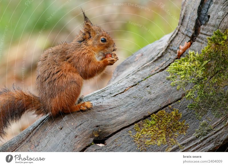Red Squirrel Science & Research Biology Environment Nature Animal Earth Forest Wild animal 1 Eating Feeding Natural Love of animals fauna Mammal Spain spanish