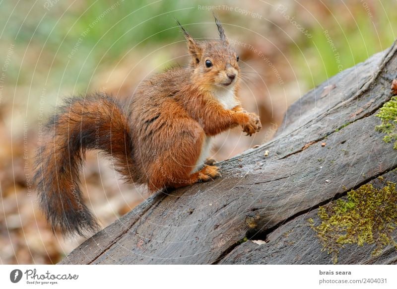 Red Squirrel Science & Research Biology Environment Nature Animal Earth Tree Forest Wild animal 1 Eating Feeding Love of animals fauna Mammal Spain spanish