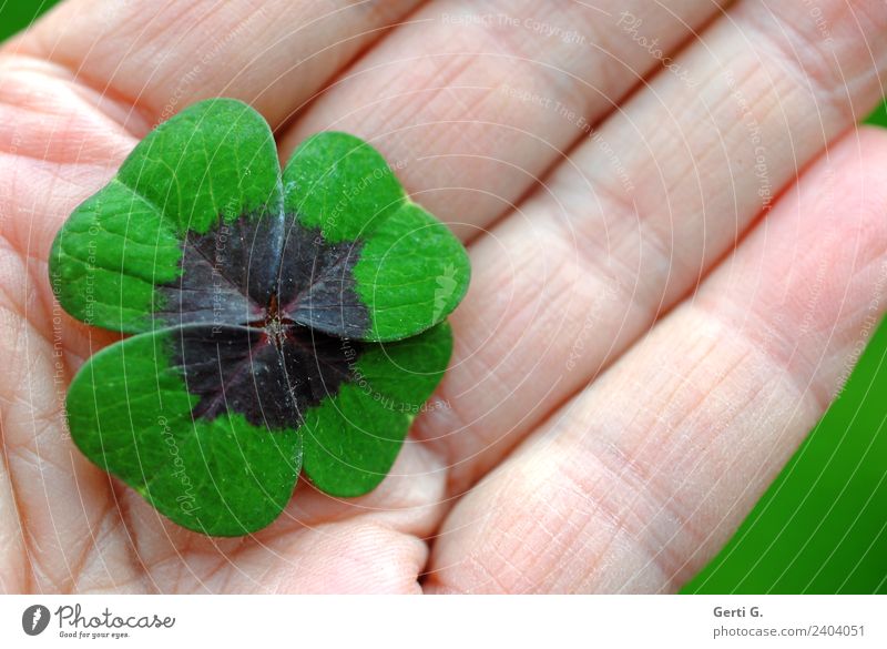 ...is obvious Foliage plant Four-leafed clover Cloverleaf lucky cloverleaf Sign Good luck charm Green Emotions Happy Contentment Peaceful Calm Leaf Hand palm