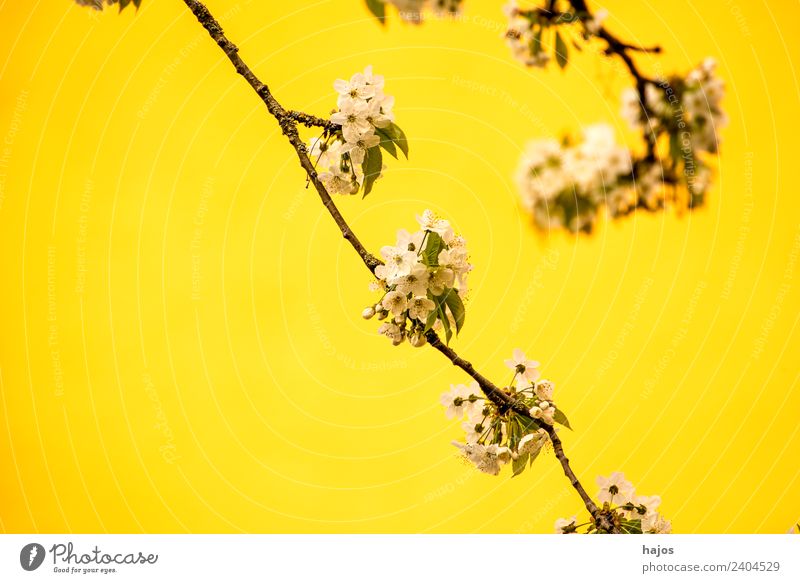 Cherry blossom with yellow background Life Nature Plant Jump Spring Seasons White Yellow Near Close-up symbol New start Hanami Colour photo Exterior shot