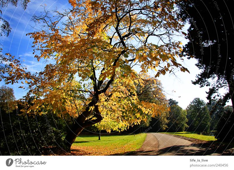 autumn_tree Tree Autumn Leaf Nature Blue sky Environment Landscape Inspiration Park Lanes & trails