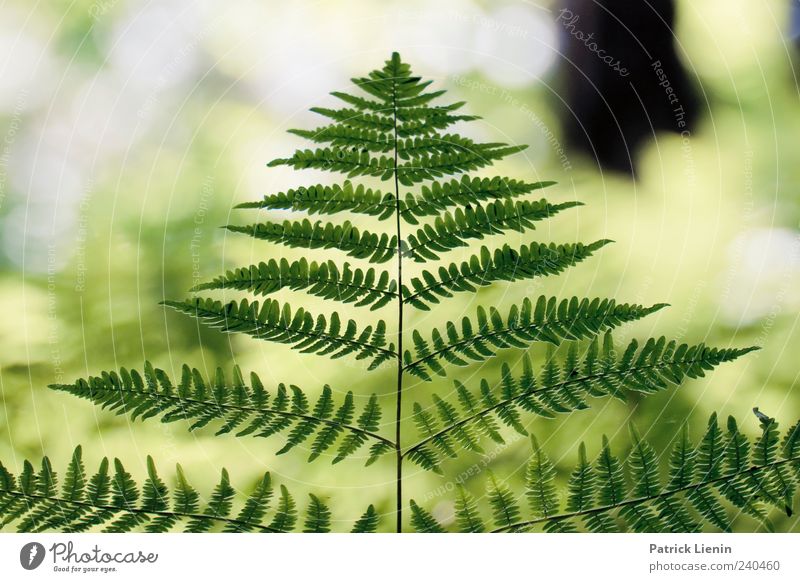 see through it Beautiful Environment Nature Plant Elements Summer Fern Forest Bright Natural Wild Esthetic Uniqueness Symmetry Pteridopsida Colour photo