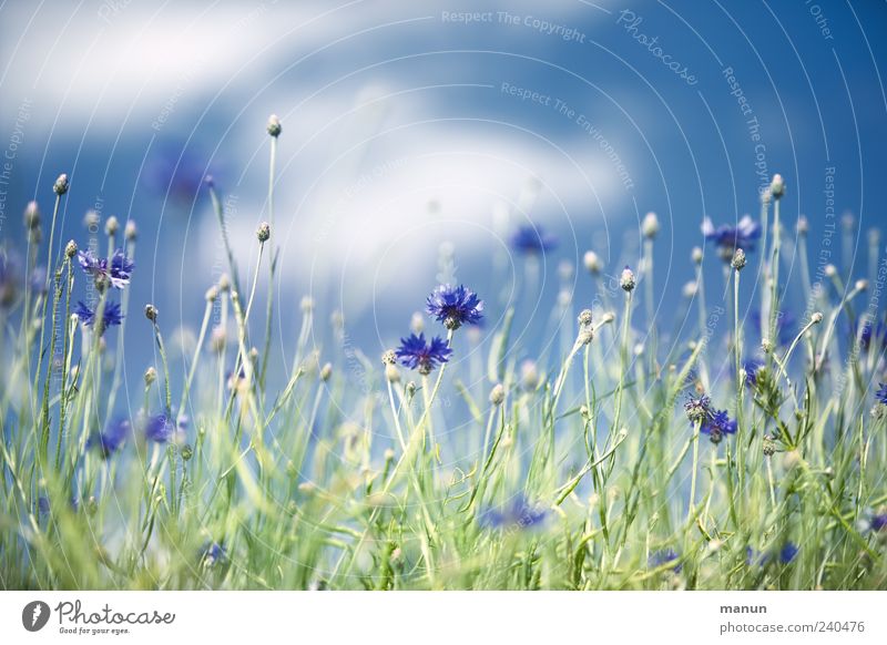 cornflowers Nature Sky Clouds Spring Summer Plant Flower Bushes Leaf Blossom Cornflower Margin of a field Authentic Natural Beautiful Blue Colour photo