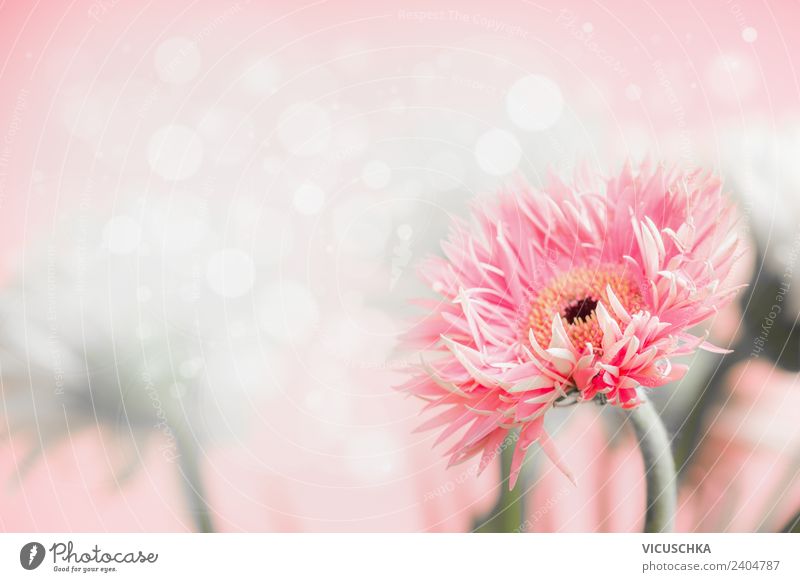 Gerbera flower on pink background Style Design Summer Feasts & Celebrations Mother's Day Wedding Birthday Nature Plant Flower Bouquet Soft Pink