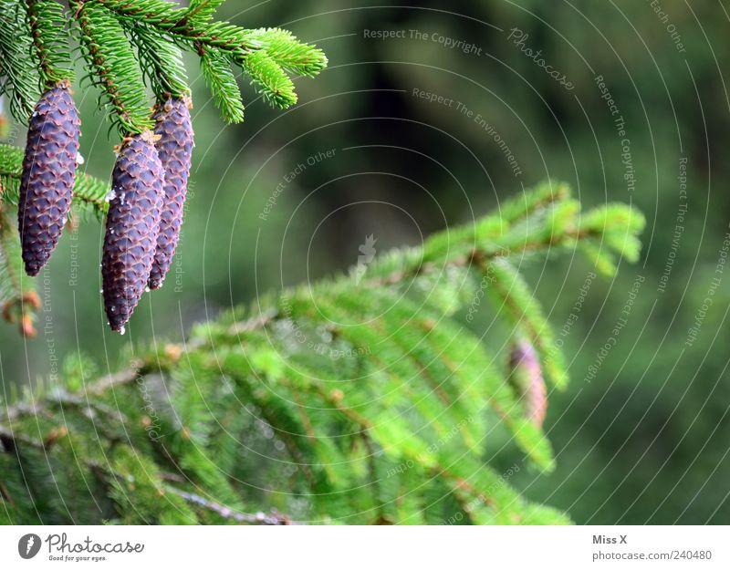 fir cones Nature Tree Forest Growth Green Fir tree Coniferous trees Cone Colour photo Exterior shot Close-up Deserted Copy Space right Shallow depth of field