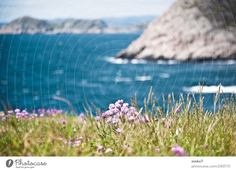 Norwegian South Landscape Blossom Wild plant Rock Coast Ocean Blue Green Violet Vacation & Travel Norway Colour photo Exterior shot Close-up Deserted Day