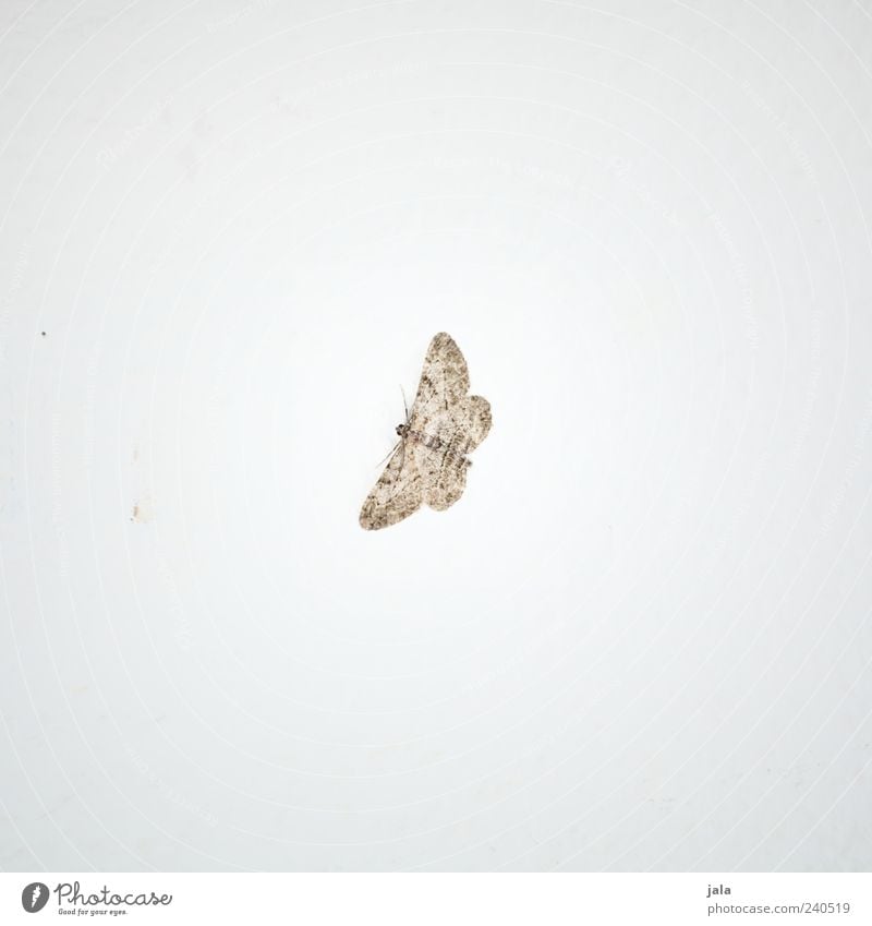 butterflies Animal Wild animal Wing Butterfly Insect 1 Esthetic Beautiful Brown White Colour photo Subdued colour Interior shot Deserted Copy Space left