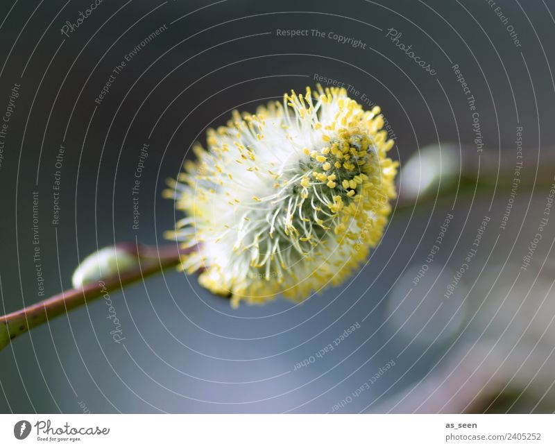willow catkin Trip Garden Easter Environment Nature Plant Spring Climate Weather Branch Blossom Willow-tree Bushes Pollen Stamen Catkin Blossoming Authentic
