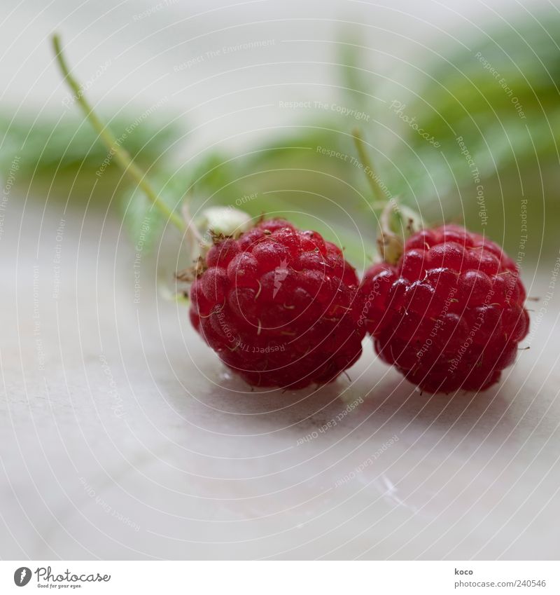 raspberry couple Plant Raspberry Fruit Fruity Authentic Fresh Healthy Glittering Beautiful Small Delicious Juicy Sweet Gray Green Red White Uniqueness