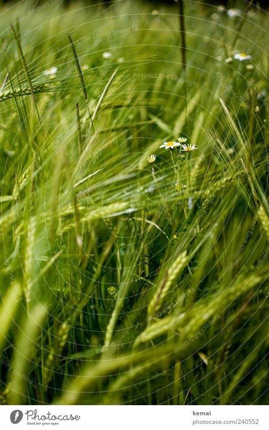 Maturing field II Environment Nature Plant Summer Grass Foliage plant Agricultural crop Wild plant Barley Barleyfield Grain Chamomile Field Growth Green