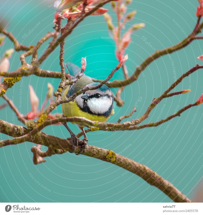 spring fever Environment Nature Spring Plant Tree Bushes Leaf rock pear Animal Bird Animal face Tit mouse Ornithology 1 Small Cute Blue Spring fever