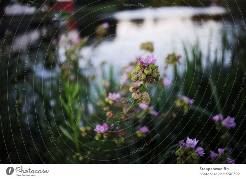 flower pond Nature Plant Flower Grass Vacation & Travel Growth Blossom Bud Meadow Water Pond Shadow Contrast Evening Close-up Violet Green Black Blue Glittering