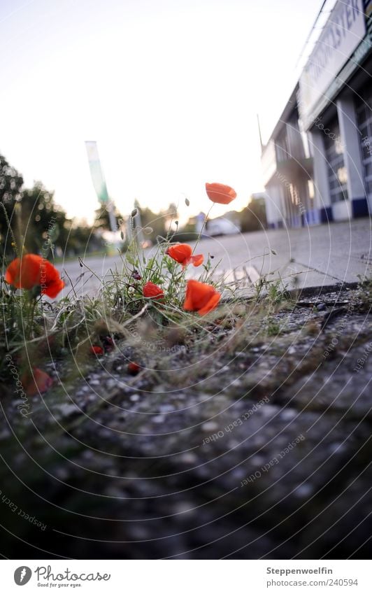 city poppy Plant Beautiful Red Black Survive Adaptable Poppy Poppy blossom Building Industrial district Grass Stone Paving stone Column Back-light Moss Dirty