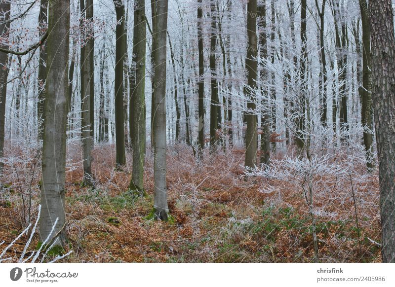 Forest in winter Environment Landscape Winter Tree Dark Cold Gray Green Fear Loneliness Hoar frost Snow Colour photo Exterior shot Twilight