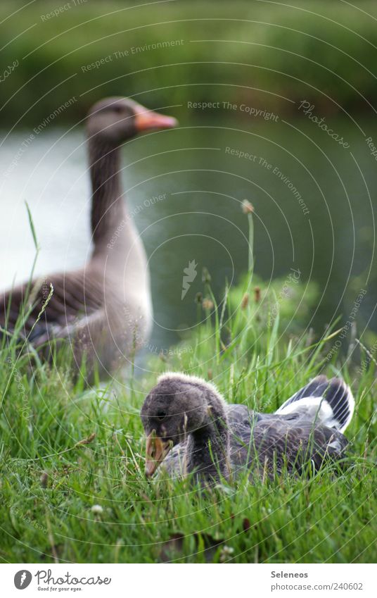 off, in single file Environment Nature Landscape Summer Plant Grass River bank Lake Animal Goose Animal family Observe Sit Considerate Colour photo