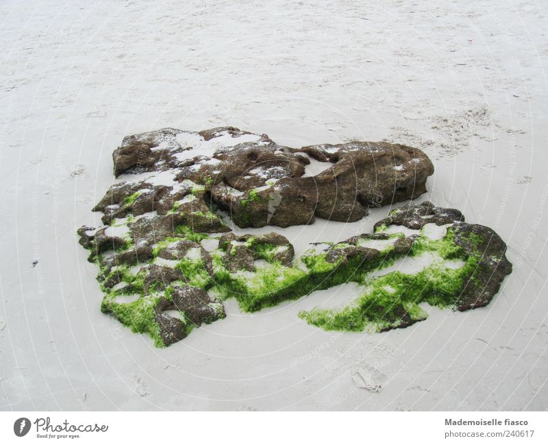 Stone hearts on the beach Sand Moss Heart Brown Gray Green Uniqueness Colour photo Exterior shot Copy Space top Copy Space bottom Day Bird's-eye view Deserted