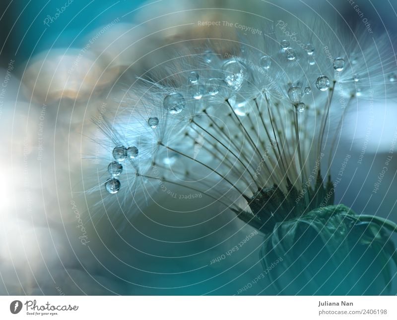 Abstract macro photo with dandelion and water drops. Nature Plant Drops of water Flower Water Moody Happiness Success Passion Love Romance Beautiful Desire