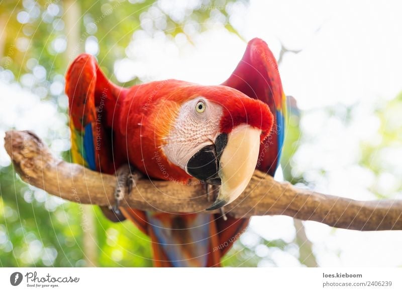 Scarlett Macaw parrot in Honduras Vacation & Travel Tourism Trip Adventure Far-off places Summer Nature Bird 1 Animal Exotic macaw copan feather red wildlife