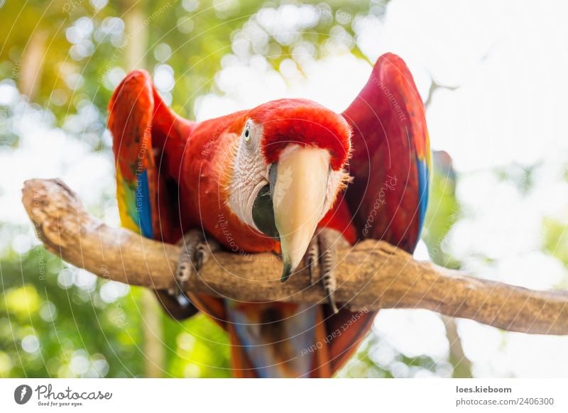 Straight looking Scarlett Macaw parrot Vacation & Travel Tourism Adventure Summer Nature Bird 1 Animal Exotic Funny Red macaw copan Honduras feather wildlife