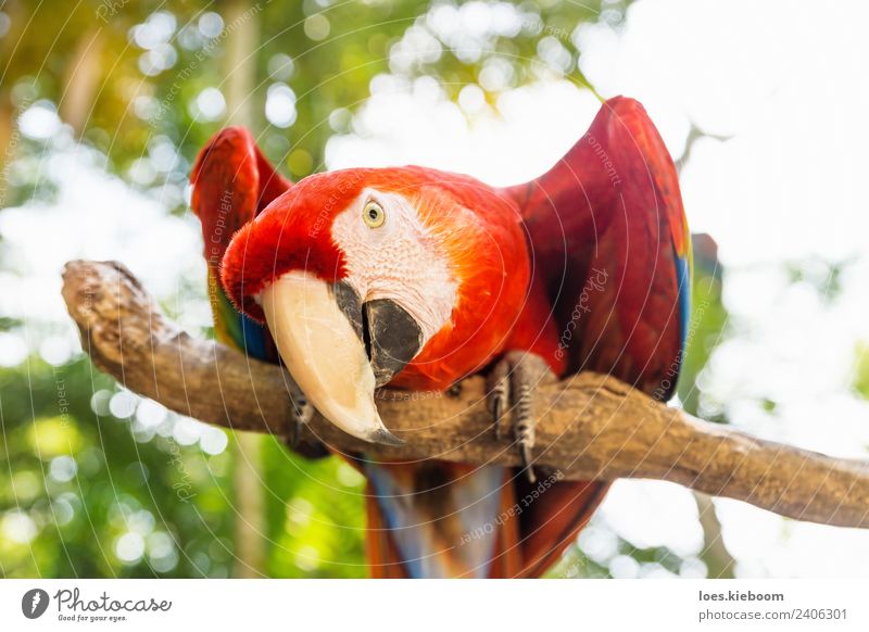 Playful looking Scarlett Macaw parrot Vacation & Travel Tourism Summer Nature Animal Bird Animal face 1 Playing Exotic macaw copan Honduras feather red wildlife