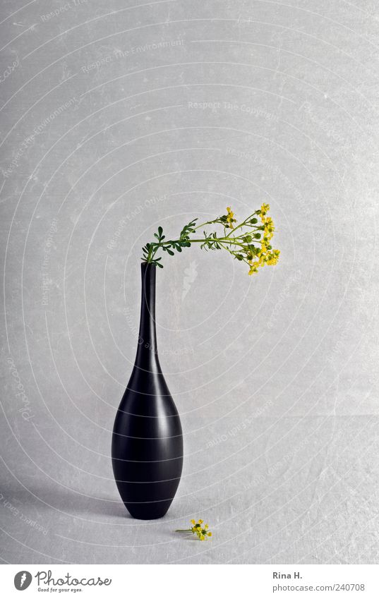 Still with bent rue Lifestyle Elegant Style Living or residing Plant Blossom Decoration Old Blossoming Faded Esthetic Yellow Black Transience Vase Broken Simple