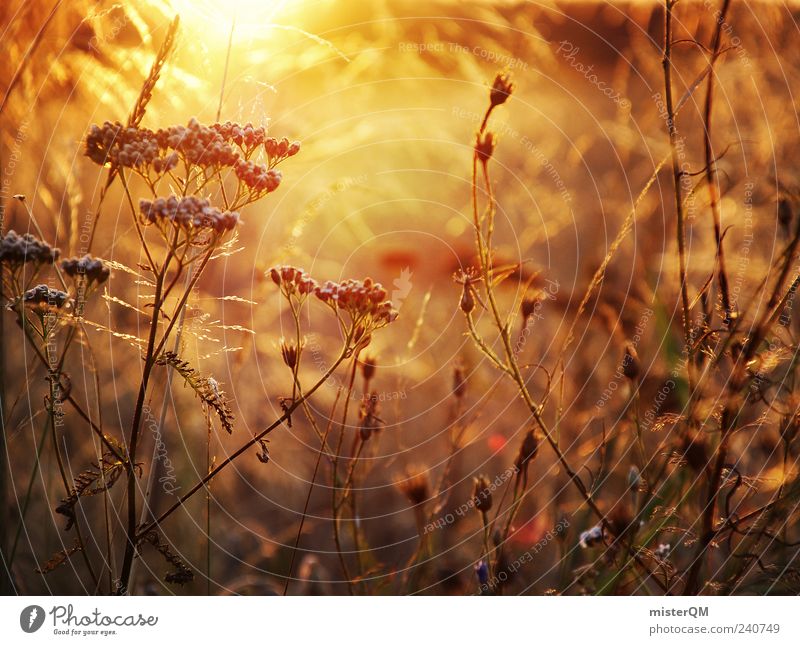 evening sun. Environment Nature Landscape Plant Climate Esthetic Contentment Summer Flower meadow Sunlight Field Calm Peaceful Weed Beautiful Snapshot