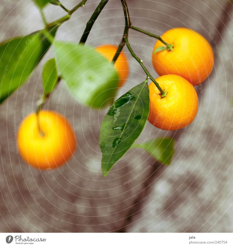 orange Food Fruit Orange Nature Plant Tree Blossom Agricultural crop Beautiful Adornment Colour photo Exterior shot Deserted Copy Space bottom Day