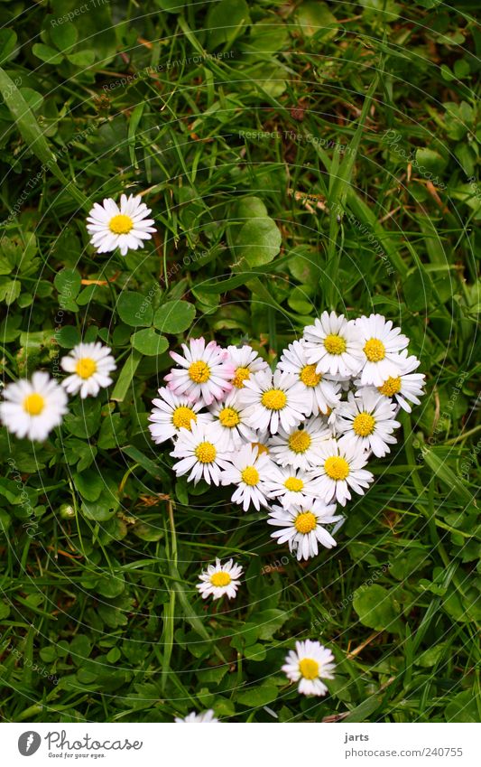 ...from the heart... Plant Beautiful weather Flower Grass Meadow Heart Natural Life Nature flower heart Valentine's Day Salutation Congratulations Daisy
