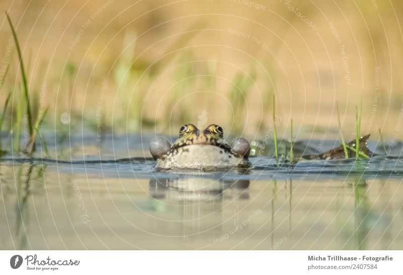 Frog in water Nature Animal Water Sun Beautiful weather Pond Lake Wild animal Animal face Water frog sound bubbles Air bubble Eyes Webbing Legs 1 Breathe