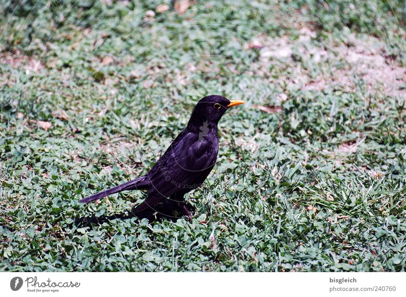Attention! Grass Meadow Bird 1 Animal Sit Green Black Watchfulness Colour photo Subdued colour Exterior shot Deserted Copy Space right Copy Space top