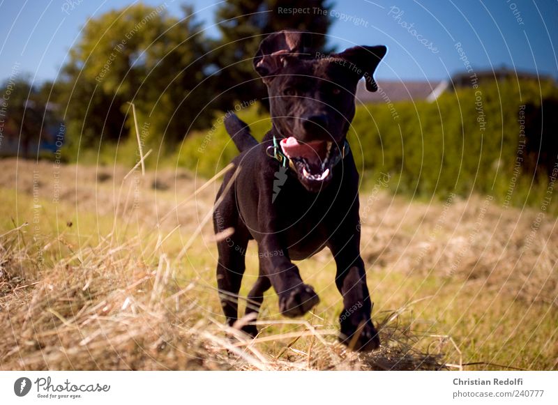 doglife Playing Nature Landscape Sky Cloudless sky Summer Grass Meadow Field Animal Pet Dog Animal face 1 Breathe Running Hunting Jump Romp Brash Happiness