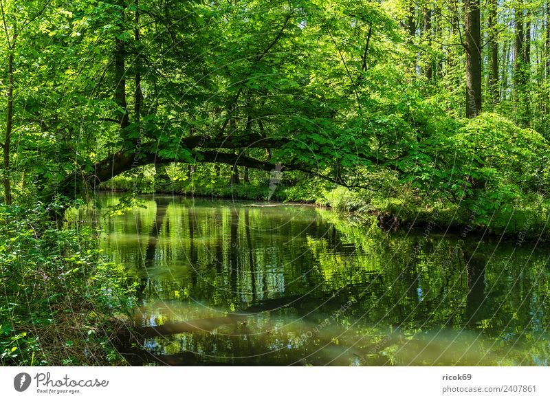 Landscape in the Spreewald near Lübbenau Relaxation Vacation & Travel Tourism Nature Water Spring Tree Forest River Tourist Attraction Green Romance Idyll