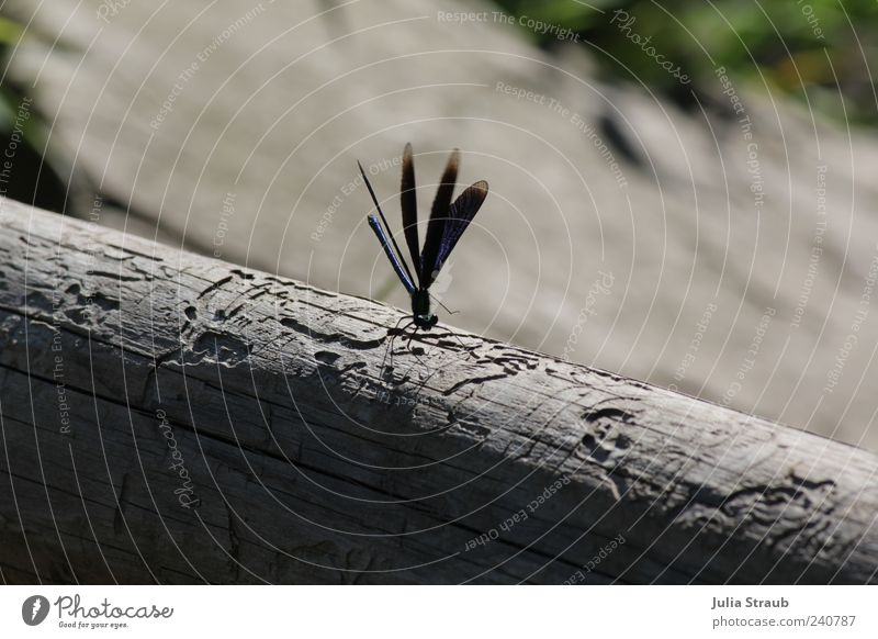 blue wings Nature Tree trunk Wing Bluewing 1 Animal Gray Green Black Colour photo Exterior shot Copy Space left Copy Space right Day Shadow Sunlight
