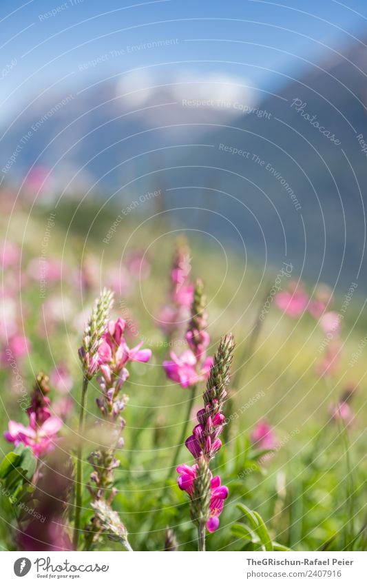 Bluemenwise Nature Plant Green Violet Pink Flower Meadow Mountain meadow Spring Colour photo Exterior shot Close-up Detail Copy Space top Shallow depth of field