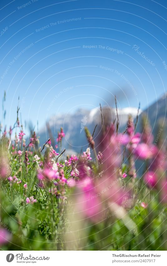 flowers Environment Nature Plant Blue Green Violet Pink Sky Mountain Meadow Mountain meadow Spring Colour photo Exterior shot Close-up Detail Deserted