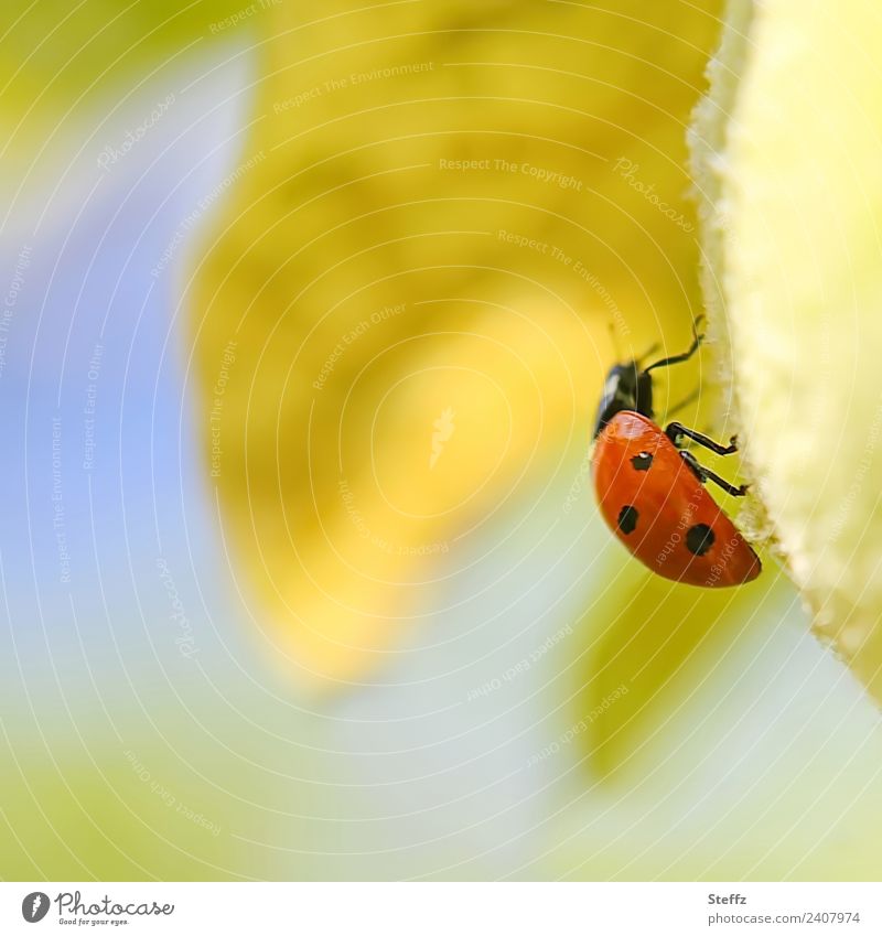 Lucky beetle strives to the top Ladybird red beetle symbol of luck lucky beetle Good luck charm Beetle Quince Quince leaf sunny yellow Upward Cute Happy