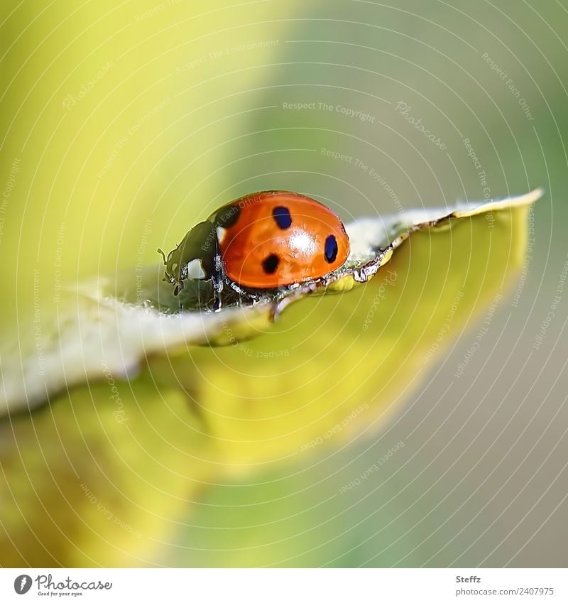 Ladybird on a quince leaf Beetle lucky beetle Good luck charm Seven-spot ladybird red beetle symbol of luck Quince leaf Cute Domestic Easy Crawl scrabbling