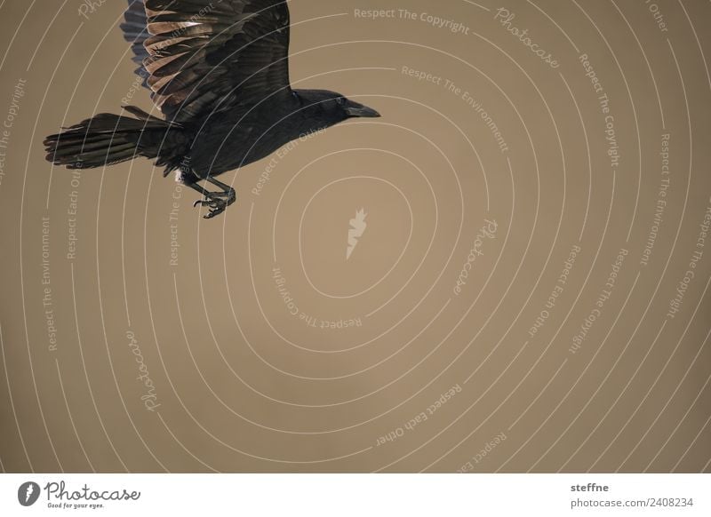 Raven flies against a brown background Animal Wild animal Bird 1 Flying Raven birds Claw Colour photo Exterior shot Deserted Copy Space right Copy Space bottom