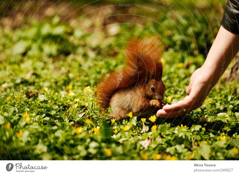 feeding time Arm Hand Flower Grass Park Meadow Animal Wild animal Squirrel 1 To feed Feeding Sit Exceptional Friendliness Small Cute Green Red Acceptance Trust