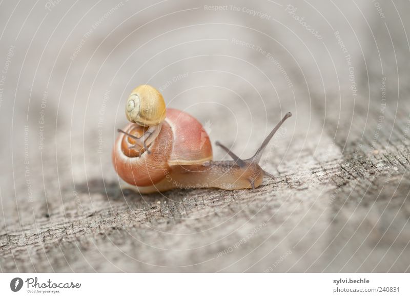 Worm Taxi II Animal Wild animal Snail 2 Baby animal Animal family Movement Brash Small Safety Safety (feeling of) Together Altruism Responsibility Snail shell