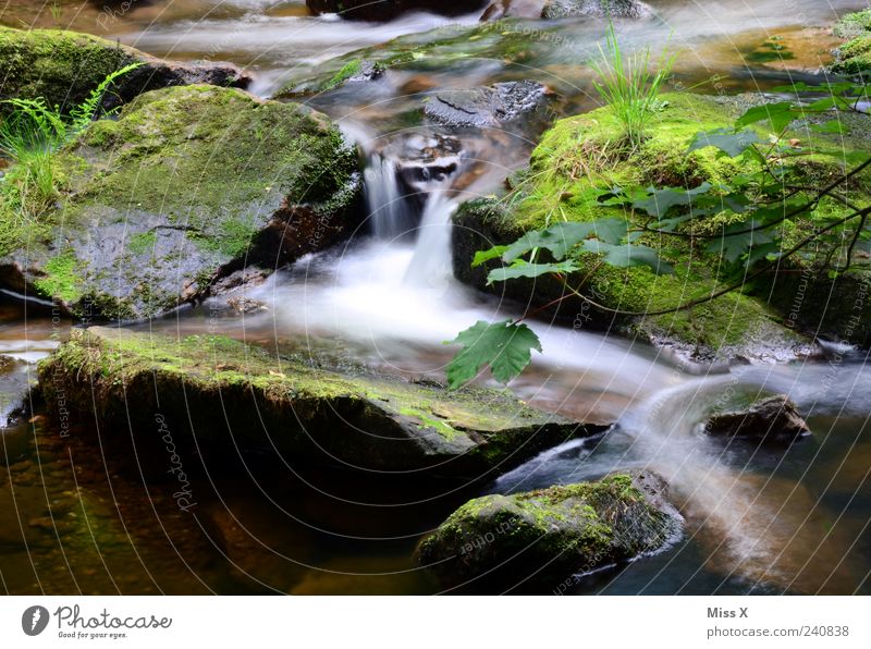 Small stream Nature Water Bushes Moss Fern Forest Brook Waterfall Dark Cold Wet Mountain stream Stone Colour photo Exterior shot Deserted Long exposure