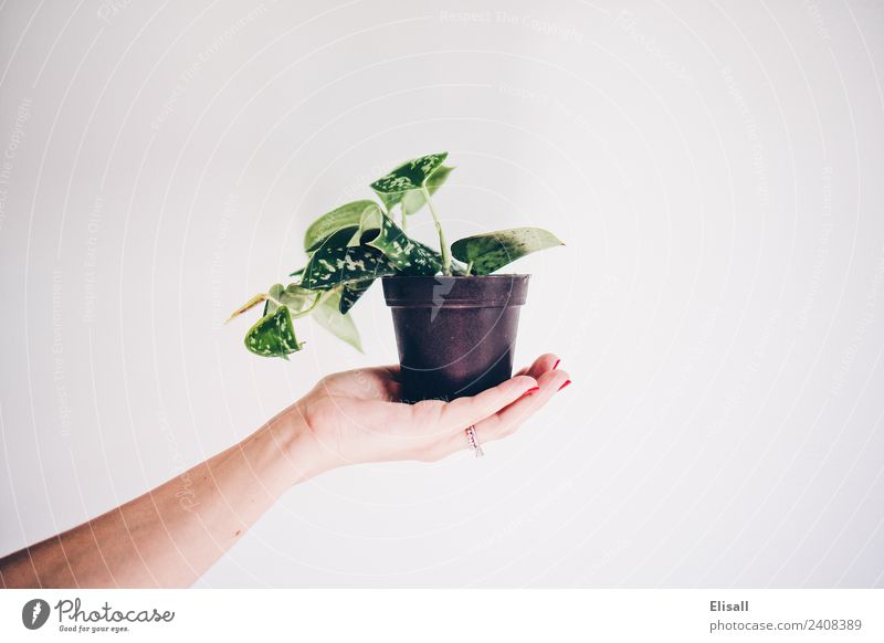 Potted Plant Environment Nature Elements Earth Garden Houseplant potted Green Hand Hold Vine Gardening Colour photo Copy Space right Copy Space top